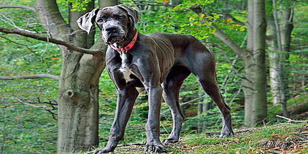 Gran danes en el bosque