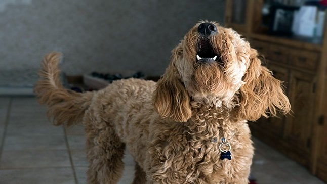 perro ladrando dentro de casa