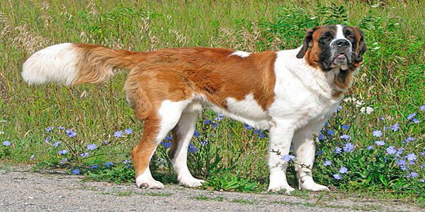 Perro San Bernardo de color blanco y marrón