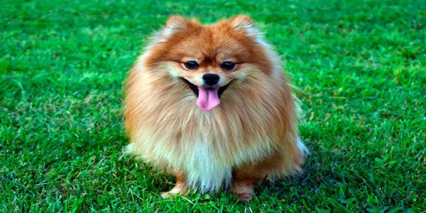 spitz alemán pequeño sentado en el jardín