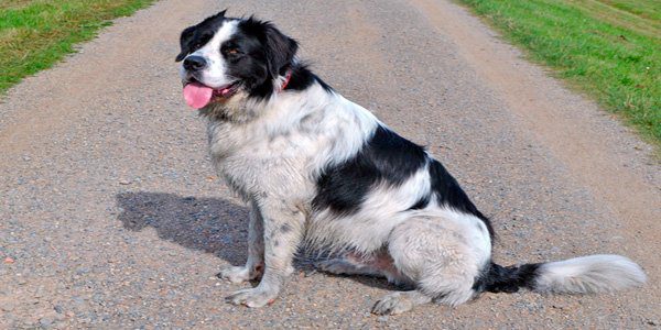 terranova sentado en una carretera rural