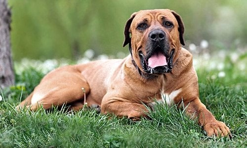 tosa inu tumbado sobre la hierba