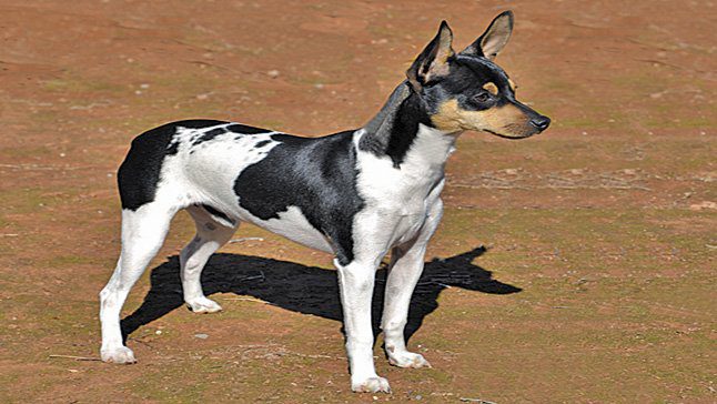 Bodeguero Valenciano