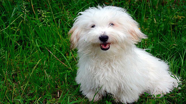 Coton de Tulear