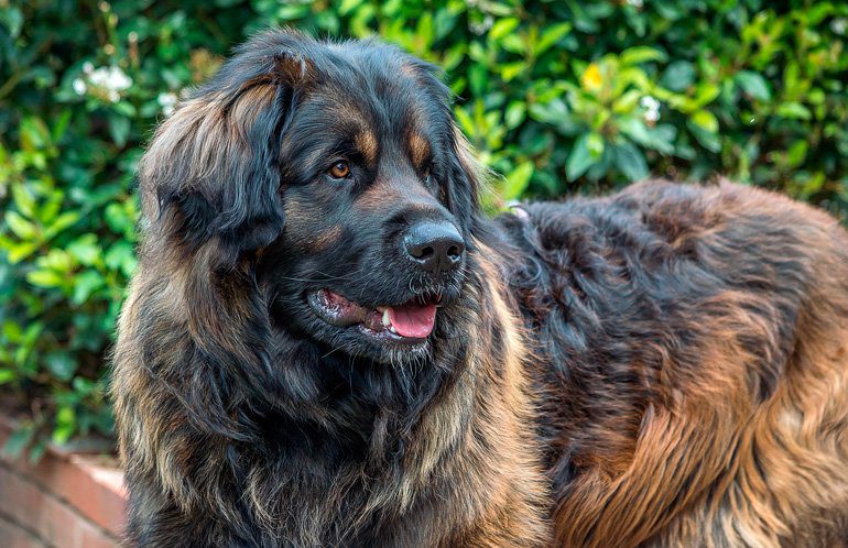 Leonberger1