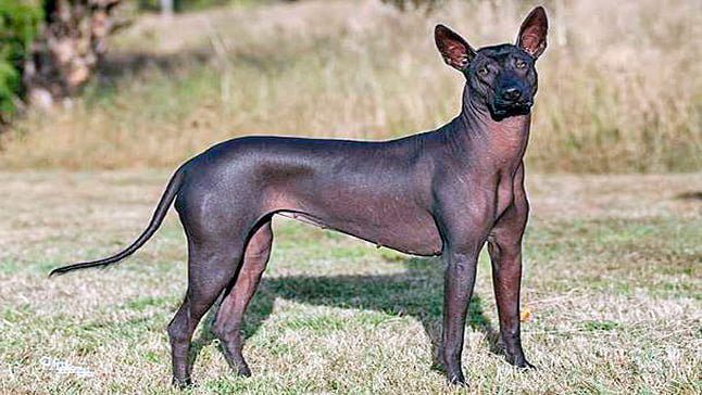 Xoloitzcuintle2