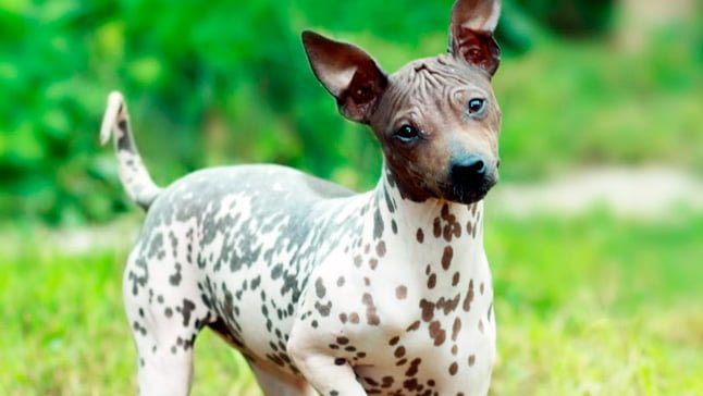 american hairless terrier