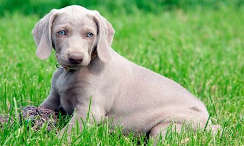 cachorro de braco de weimar