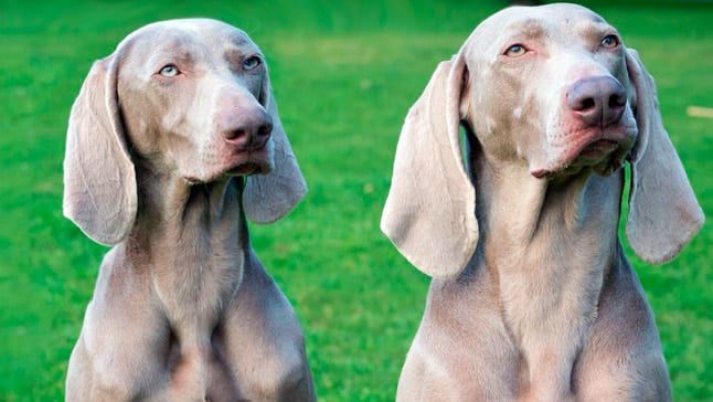 braco de weimar caracteristicas