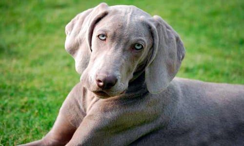 braco tumbado en el cesped