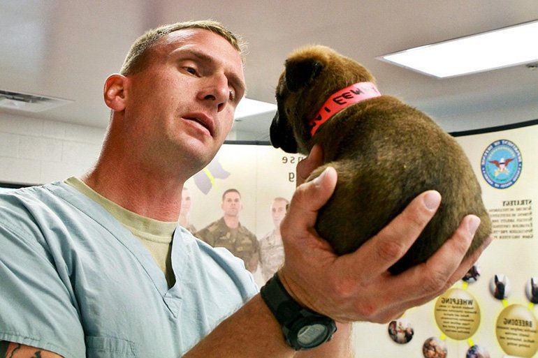 cachorro en el veterinario para la vacunación contra el moquillo