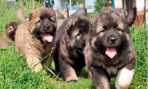 cachorros de pastor caucasico