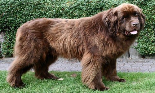 raza de perro caucasico