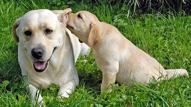 cuidar cachorro labrador