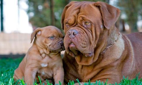 dogo de burdeos cachorro