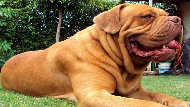 dogo de burdeos