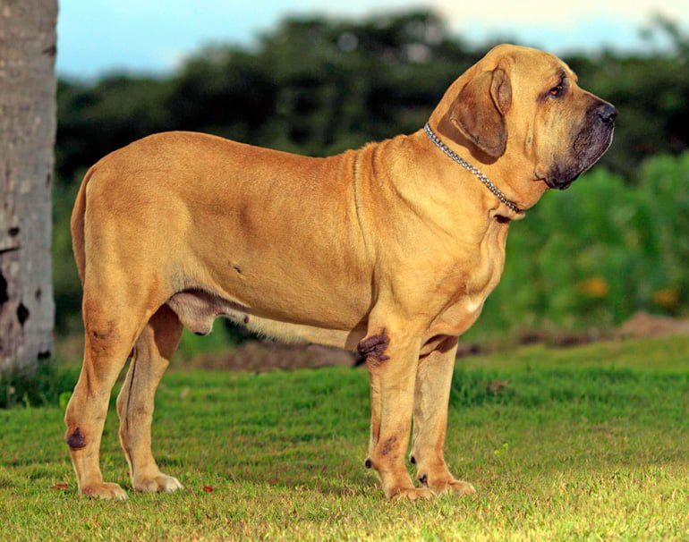 fila brasileiro adulto