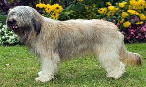 gos d atura en el jardín