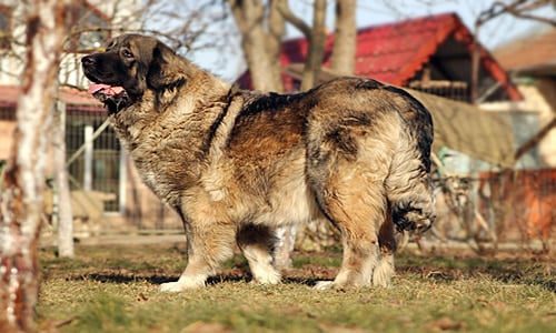 pastor cacucasico en el jardín