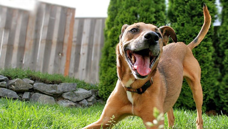 perro contento al vernos