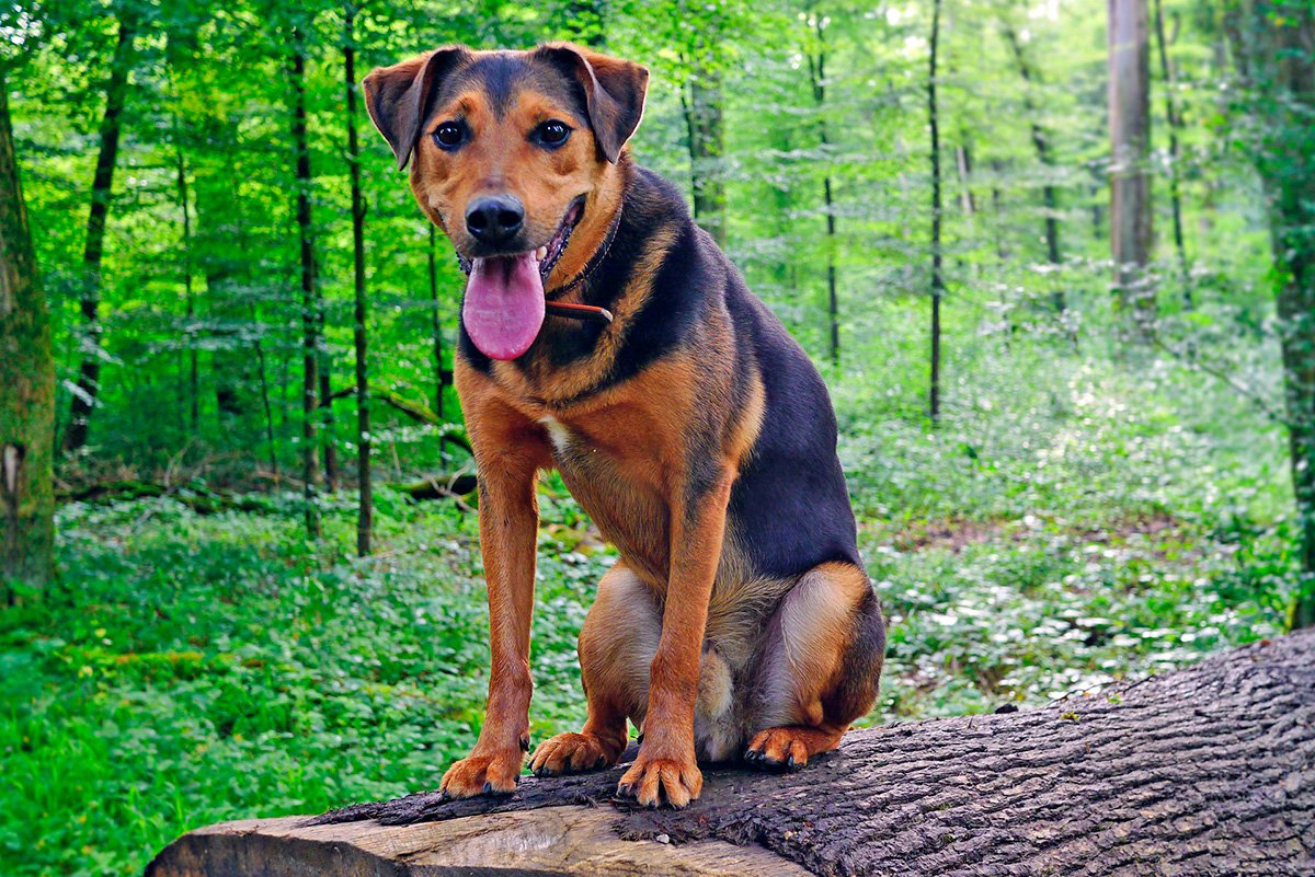 perro sentado sobreu n tronco