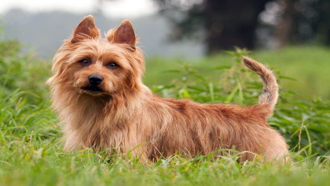 terrier australiano2