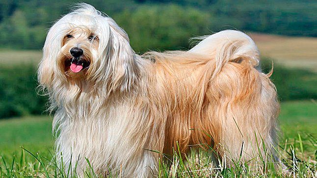 terrier tibetano