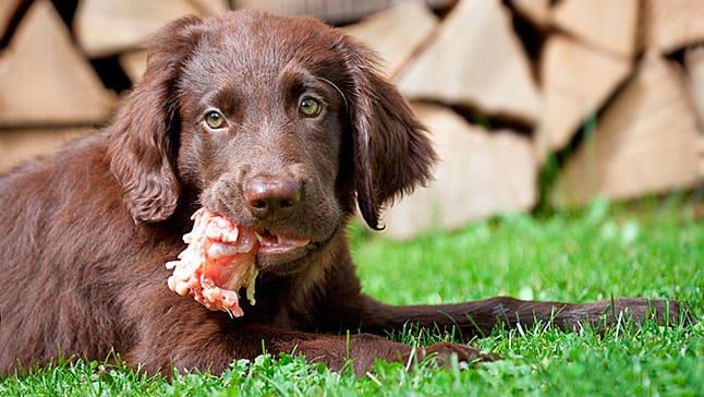 cachorro comiendo barf