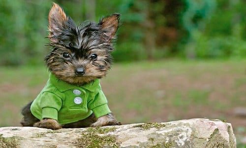Yorkshire terrier con ropa