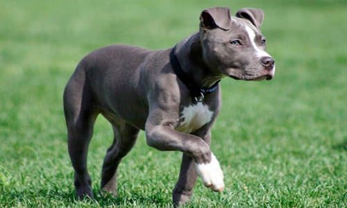 Blue nose Pitbull