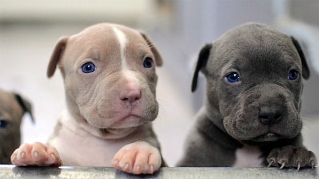 pitbulls
