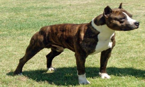 pynat pitbull