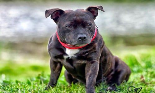 staffordshire bull terrier