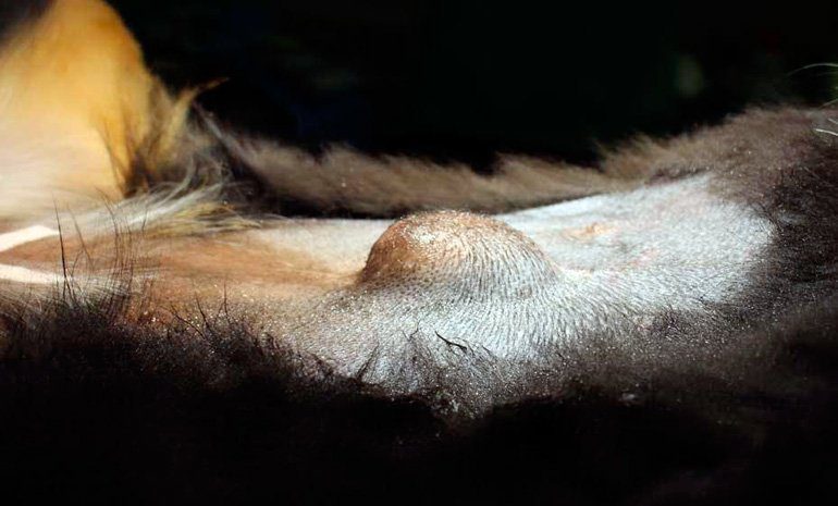 bulto junto ombligo de un perro