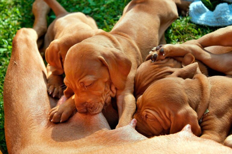 cachorros alimentandose de su madre
