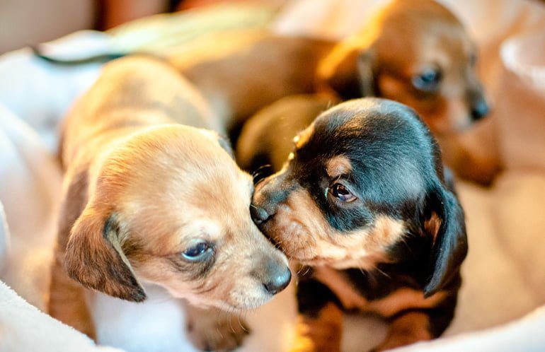 cachorros recien nacidos