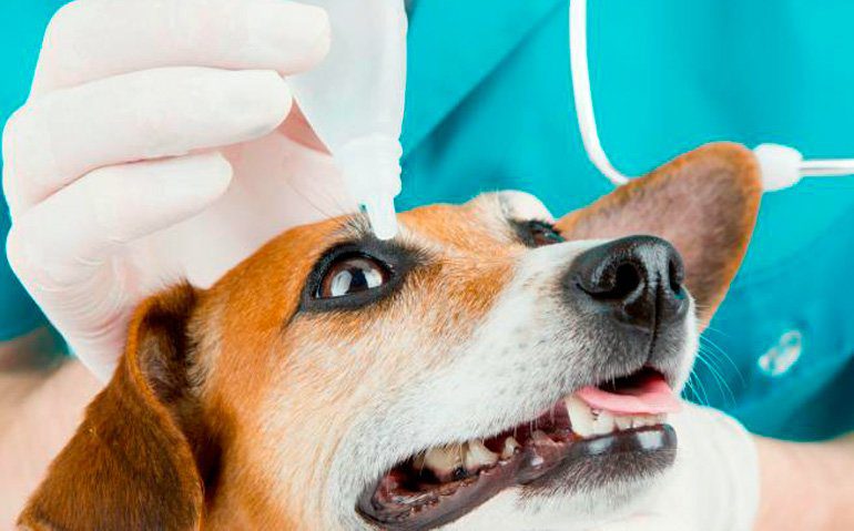 colirio en el ojo del perro