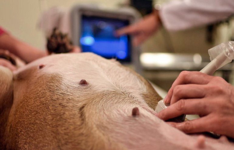 perra embarazada ecografía para cesárea