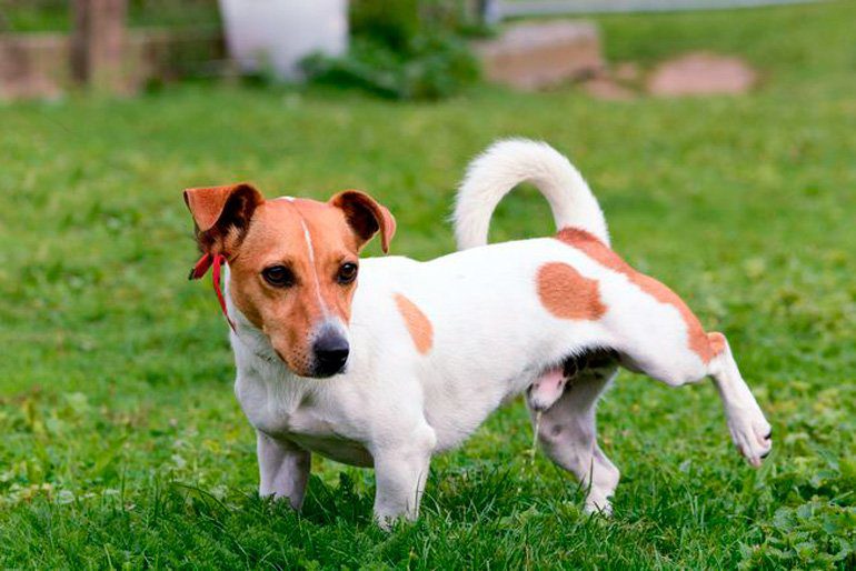 perro con infección de orina