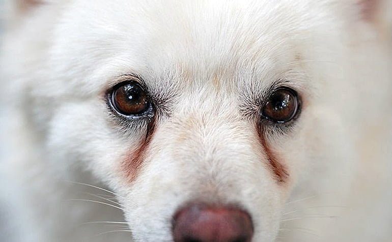 perro con lagrimales marcados