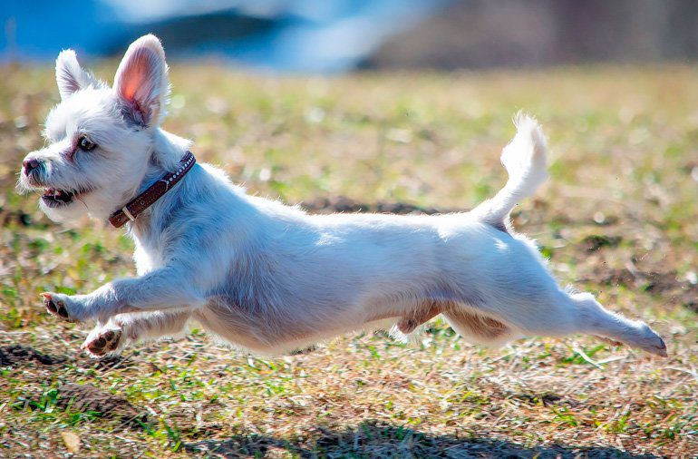 perro sin testículos