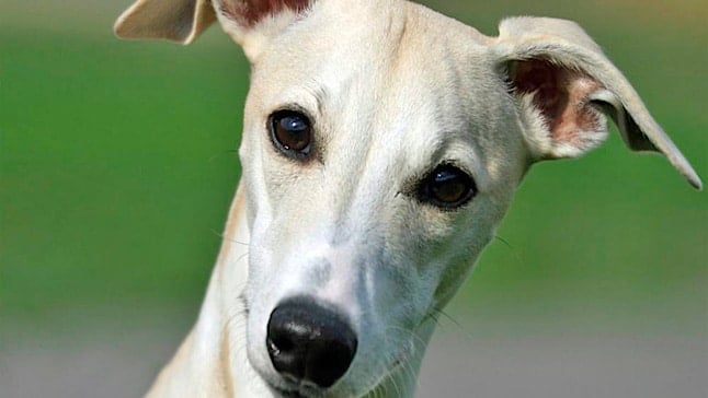 whippet 1