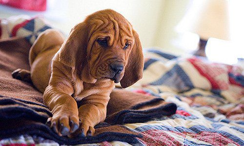 cachorro-de-san-humberto