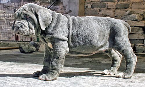 cachorro-mastin-napolitano