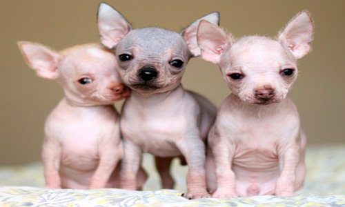 cachorros-de-chihuahua-sin-pelo