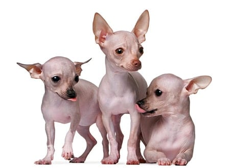 chihuahua sin pelo