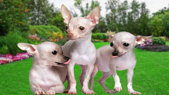 chihuahuas sin pelo