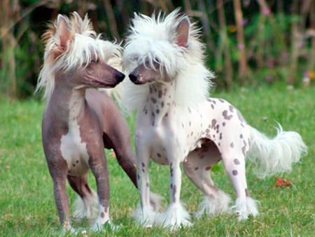 perro sin pelo crestado chino