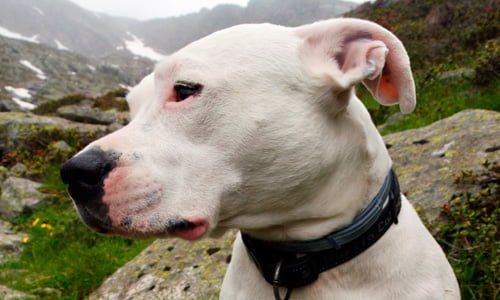 dogo argentino en el monte
