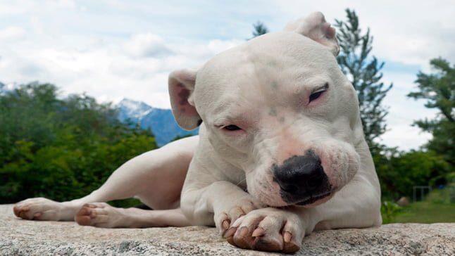 dogo argentino